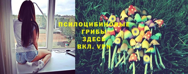 хмурый Белокуриха